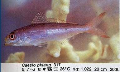 Caesio pisang